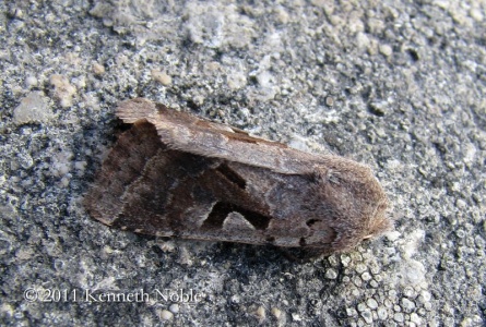 Hebrew character (Orthosia gothica) Kenneth Noble